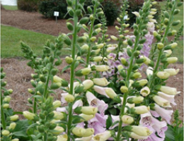 Foxglove – Camelot series.